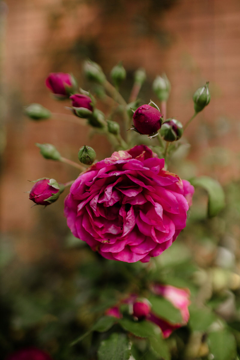 rosas